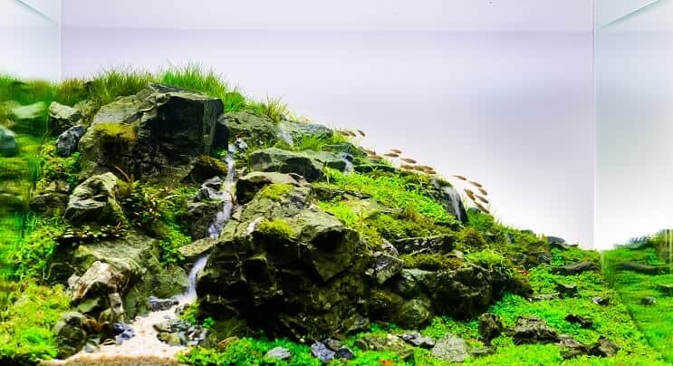 Aquascape naturale
