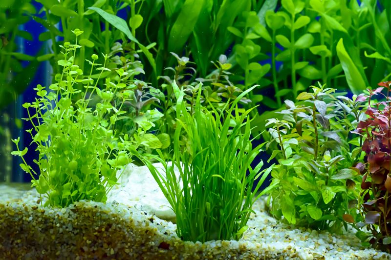 Le migliori piante per Betta Fish