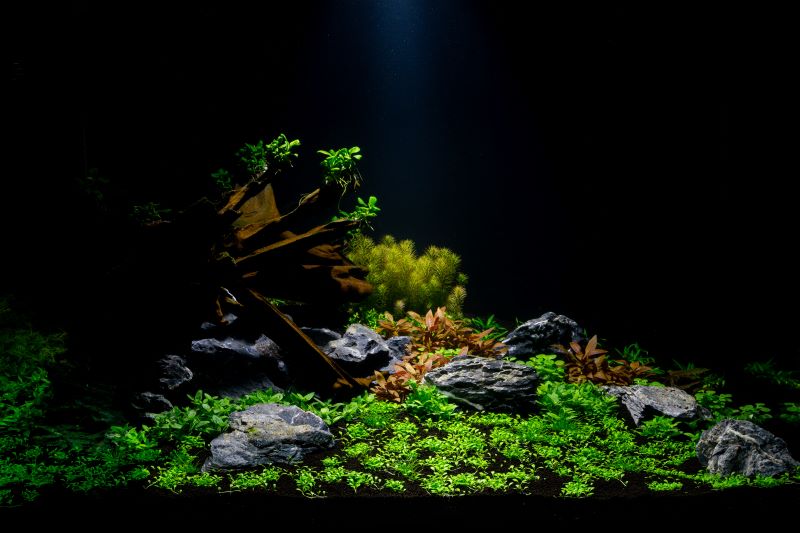 Le migliori piante per Betta Fish