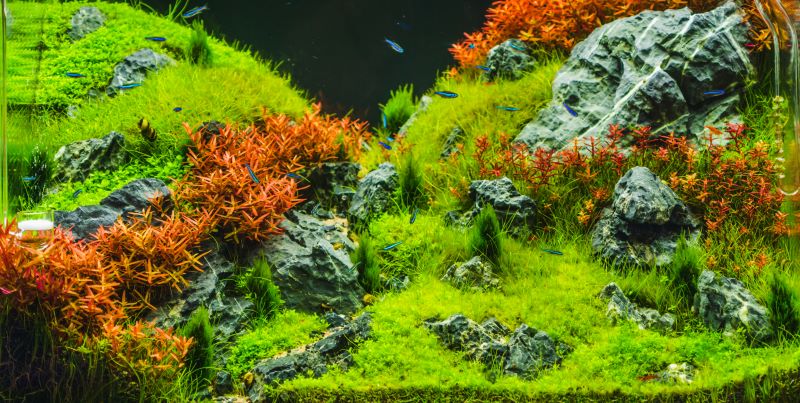 Le migliori piante per Betta Fish