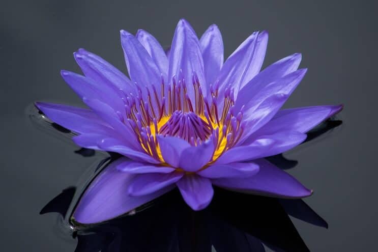 Aspetto viola della ninfea