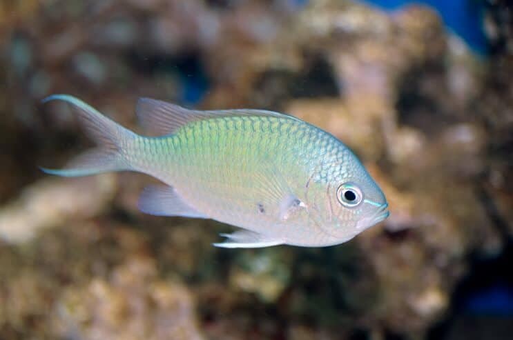 Chromis verde