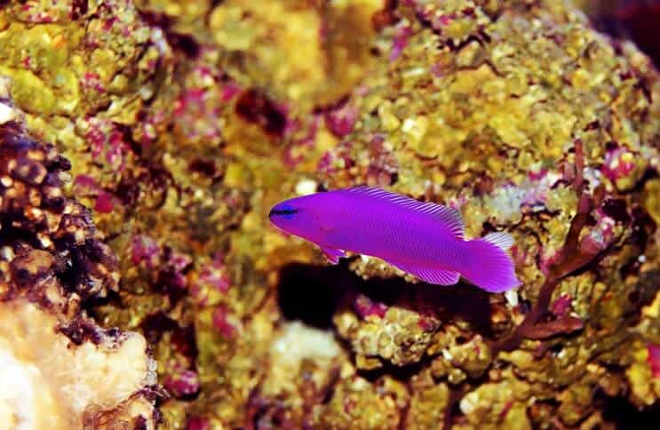 Pesce Dottyback Orchidea