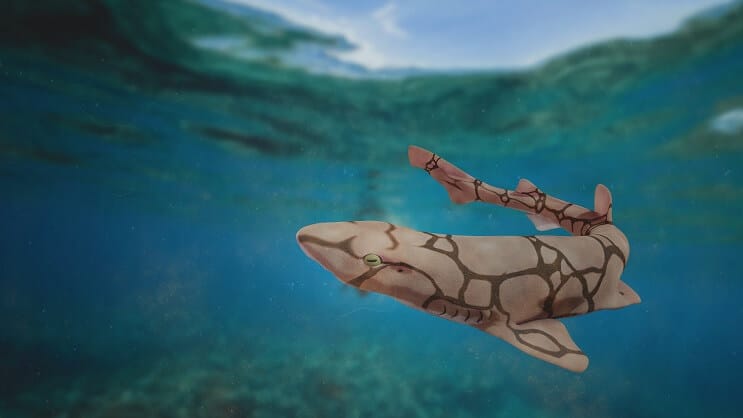 Cat Shark Catenella