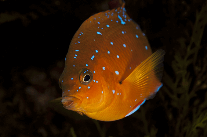 Garibaldi giovanile