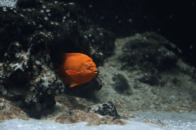 Habitat richiesto