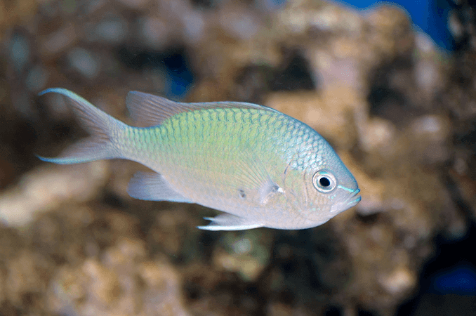 Aspetto di Chromis verde