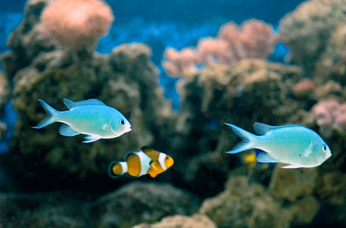 Compatibilità Green Chromis