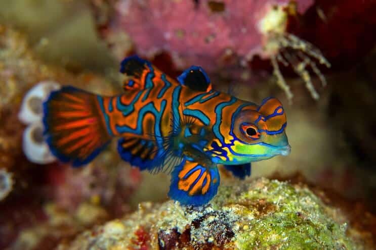 Aspetto di Mandarin Dragonet