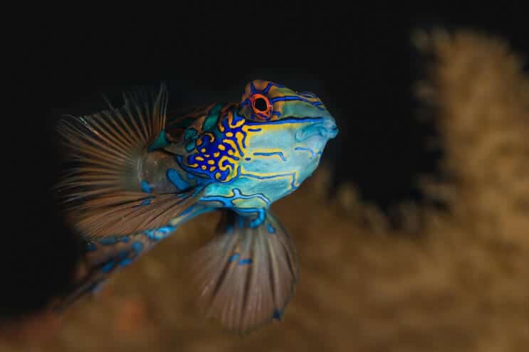 Mandarino In Acquario