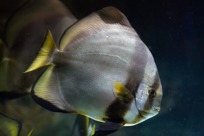 Pesce pipistrello orbicolare