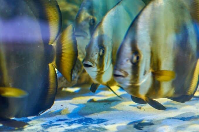 Batfish