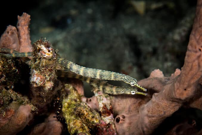 Coppia di Pipefishes