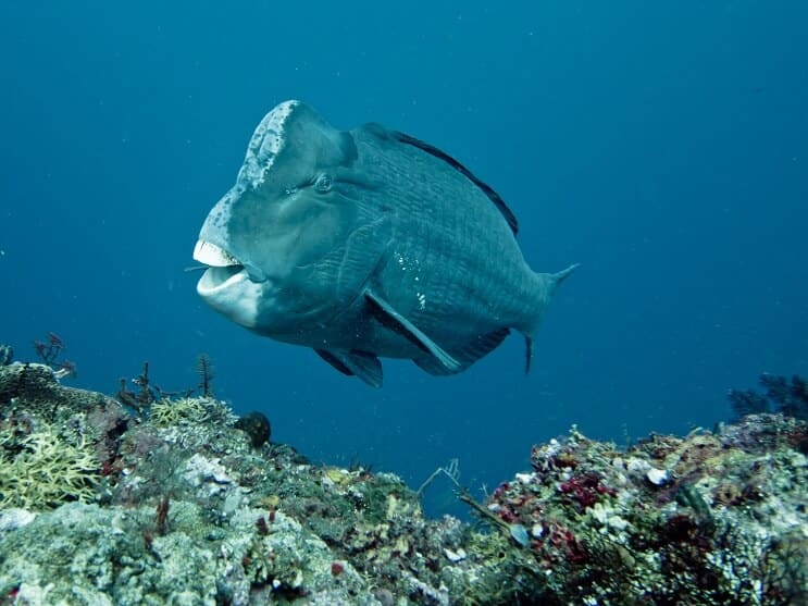 Pesce pappagallo Humphead