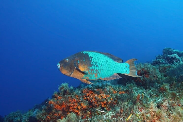 Pesce pappagallo arcobaleno