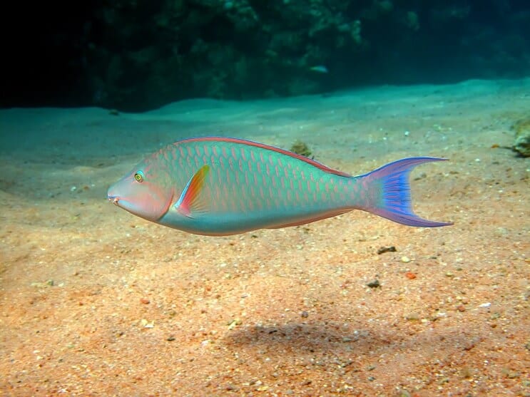 Pesce pappagallo