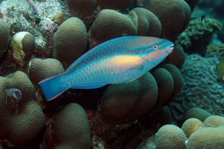 Principessa Pesce Pappagallo