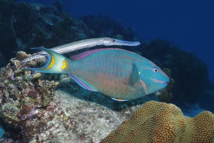 Pesce pappagallo semaforo