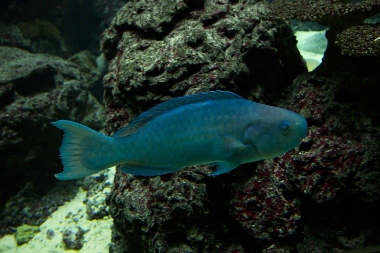 Pesce pappagallo blu