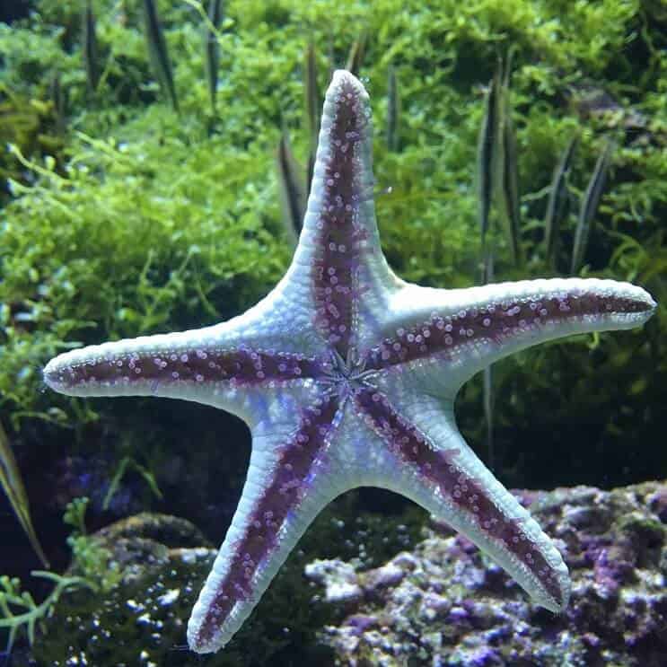 Piedi del tubo delle stelle marine