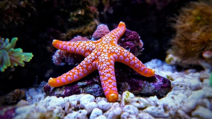 Sea Star in acquario