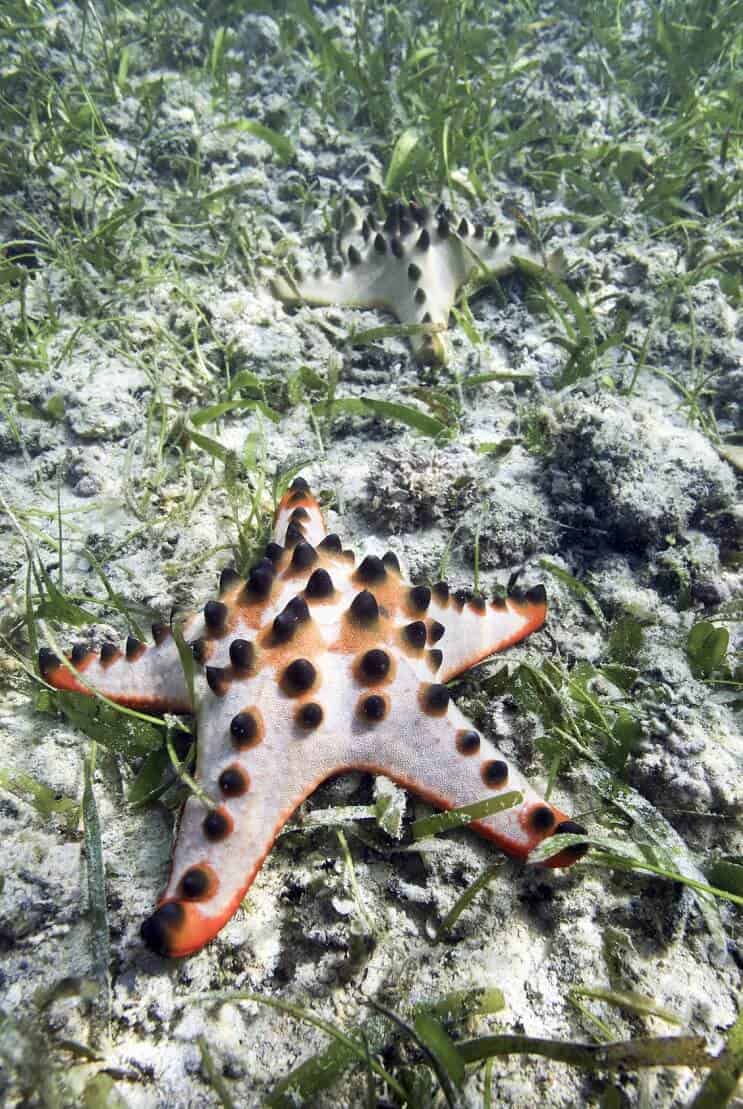 Stelle marine con gocce di cioccolato